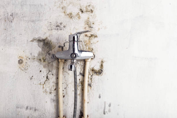 Best Mold Damage Repair  in Mi Wuk Village, CA