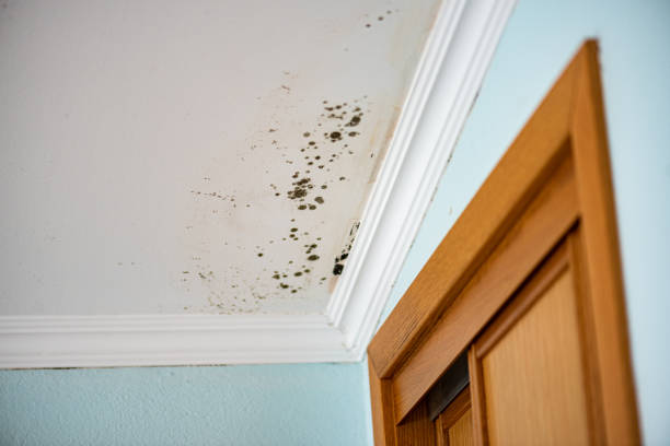 Best Mold Testing  in Mi Wuk Village, CA