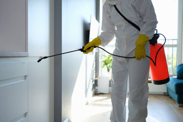 Office Mold Removal Services in Mi Wuk Village, CA