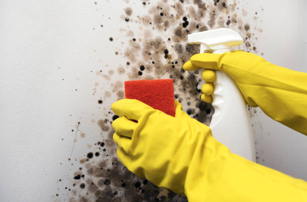 Attic Mold Removal in Mi Wuk Village, CA