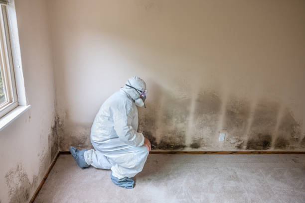 Mold Removal and Inspection in Mi Wuk Village, CA