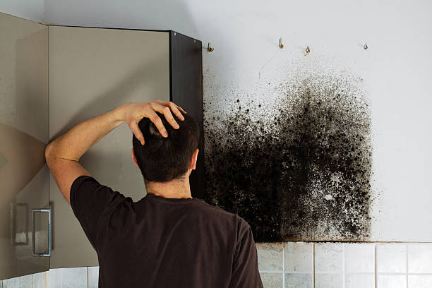 Best Certified Mold Removal  in Mi Wuk Village, CA