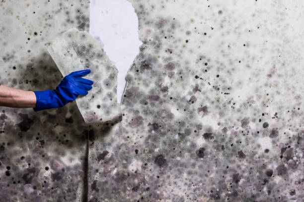 Best Home Mold Removal  in Mi Wuk Village, CA